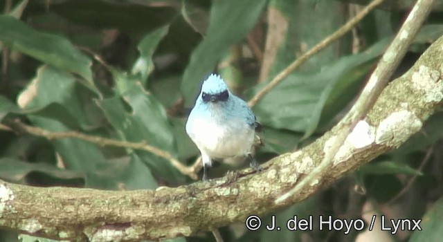 Blauhaubenschnäpper - ML201175401