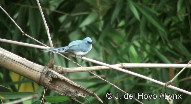 Blauhaubenschnäpper - ML201175411