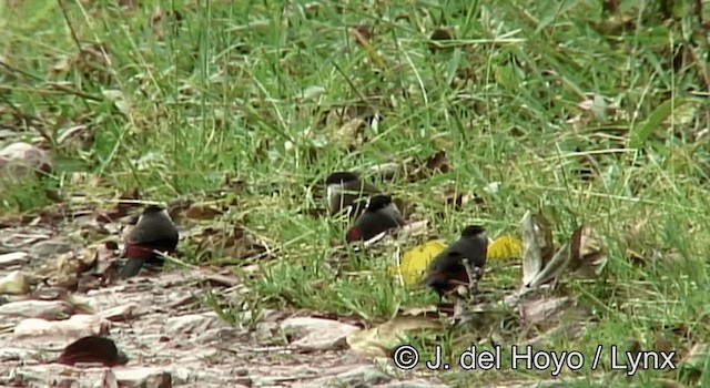 Kandt's Waxbill - ML201175421