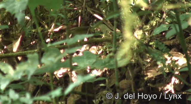 Neumann's Warbler - ML201175491