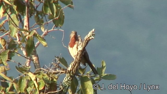 Rufous-necked Wryneck - ML201175501