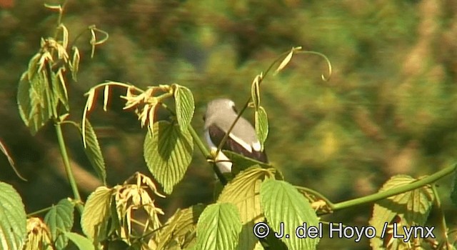 Mackinnon's Shrike - ML201175561