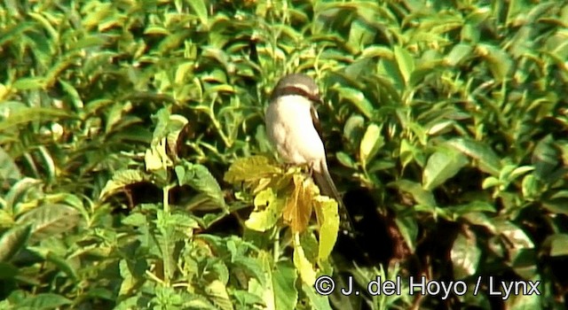 Mackinnon's Shrike - ML201175571