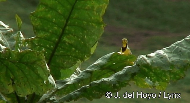 Yellow-throated Longclaw - ML201175591