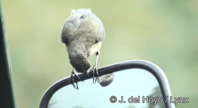 Cape Wagtail - ML201175661