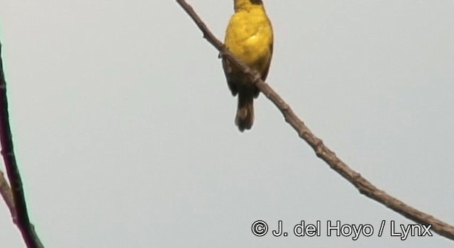 Baglafecht Weaver - ML201175761