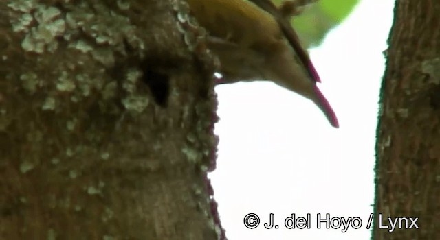 Brown-capped Weaver - ML201175771