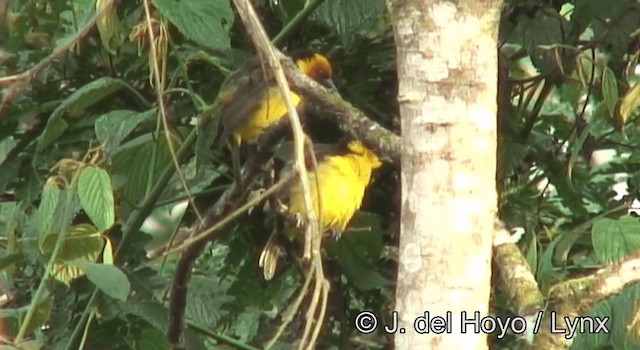 Black-necked Weaver - ML201175781