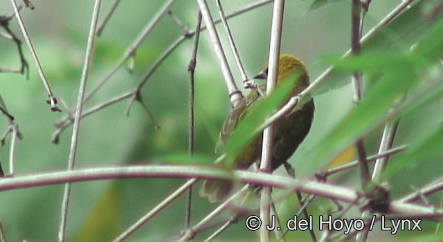 Spectacled Weaver (Yellow-throated) - ML201175791