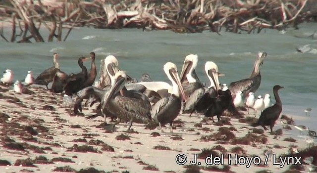pelikán hnědý (ssp. carolinensis) - ML201175801