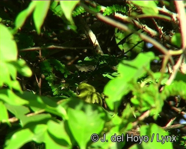 Hangnest Tody-Tyrant - ML201175811