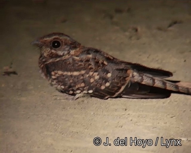 Scissor-tailed Nightjar - ML201175841