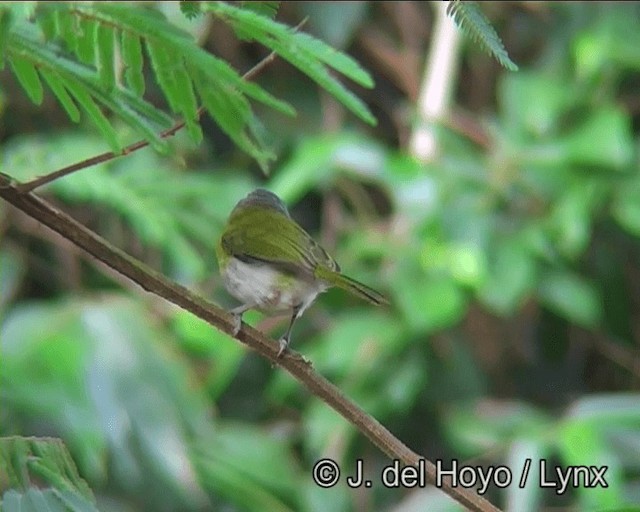 リオデジャネイロヒメモズモドキ（thoracicus） - ML201175851