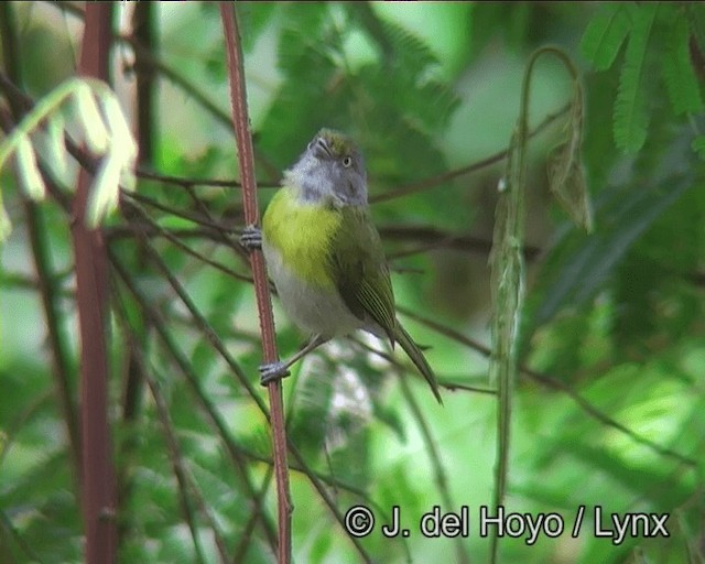 リオデジャネイロヒメモズモドキ（thoracicus） - ML201175861