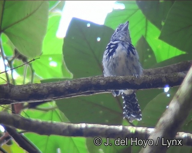 Spot-backed Antshrike - ML201175871