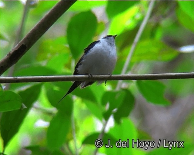 İğne Kuyruklu Manakin - ML201175881