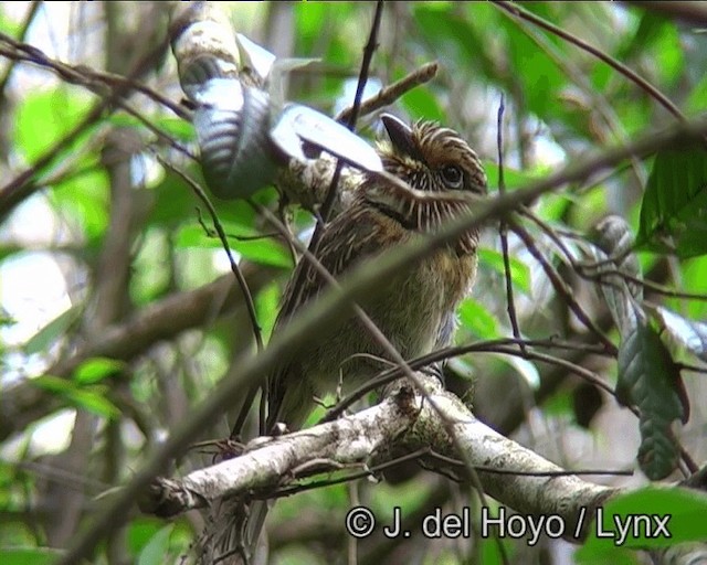 Halbmond-Faulvogel (striata) - ML201175911