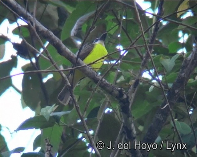 båtnebbtyrann (pitangua) - ML201175921