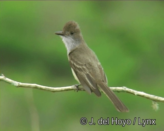 アカハシヒタキモドキ（swainsoni グループ） - ML201175931