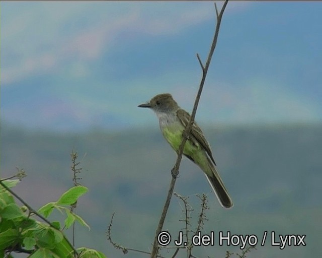 Swainson's Flycatcher (swainsoni Group) - ML201175941