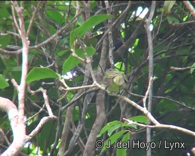 Greenish Elaenia (Greenish) - ML201175951