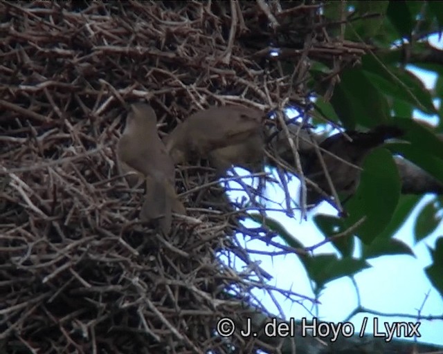 Rufous-fronted Thornbird (Rufous-fronted) - ML201175991