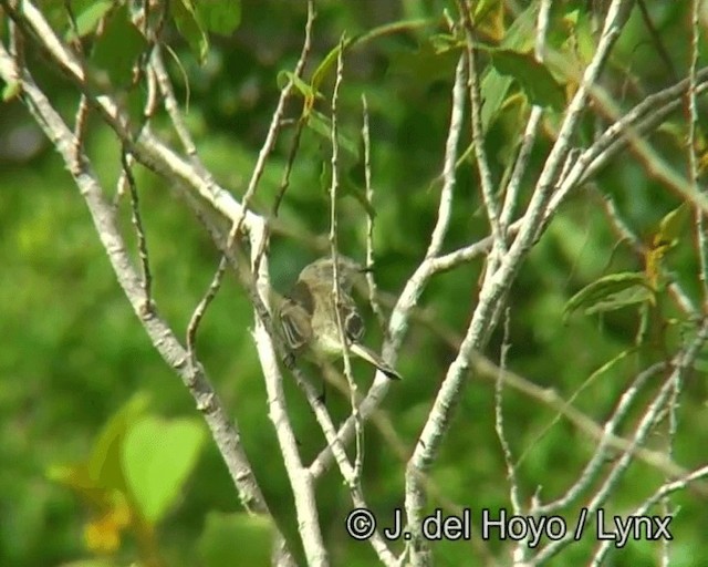 Southern Mouse-colored Tyrannulet - ML201176001