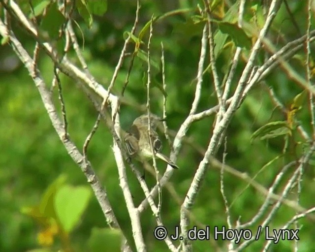 Mouse-colored Tyrannulet (Southern) - ML201176001
