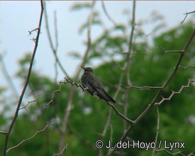 kolibřík safírový (ssp. lactea/zimmeri) - ML201176011