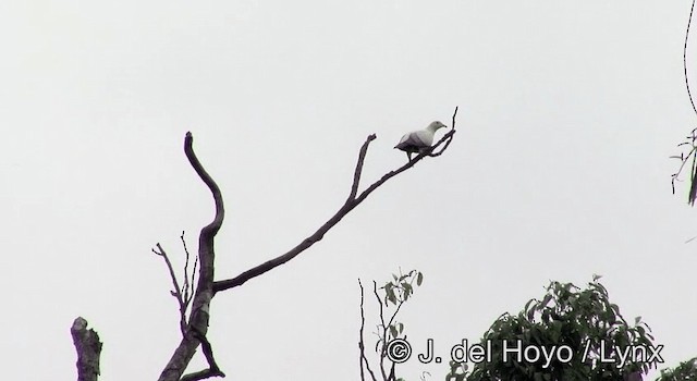 Pied Imperial-Pigeon - ML201176051