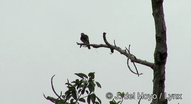 Spotted Kestrel - ML201176071