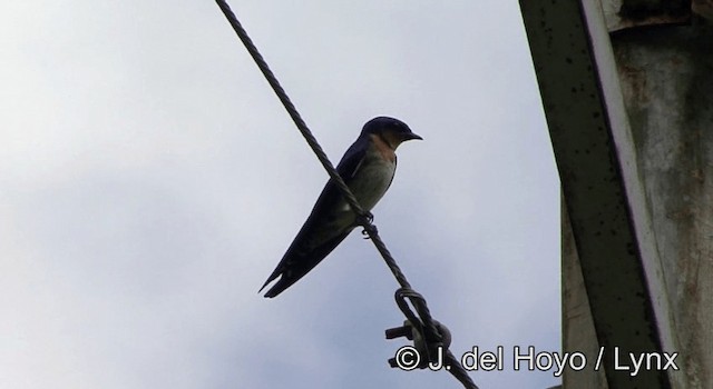 Pacific Swallow (Pacific) - ML201176081