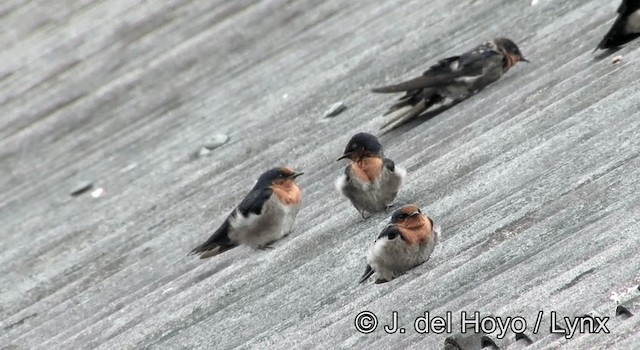 Hirondelle de Tahiti (groupe javanica) - ML201176091