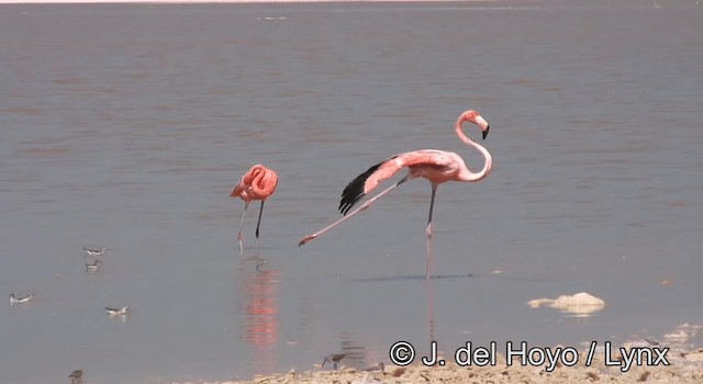 Красный фламинго - ML201176141