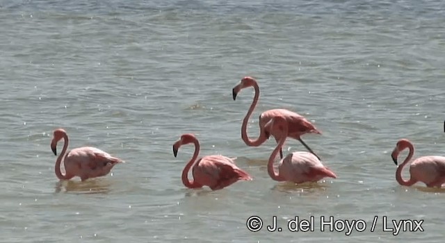 American Flamingo - ML201176151