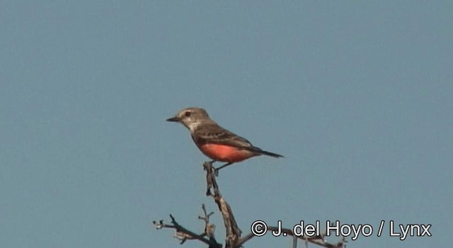 Vermilion Flycatcher (Northern) - ML201176221