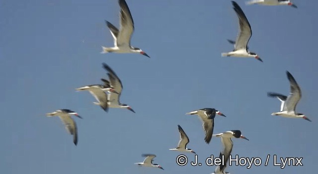 Black Skimmer (niger) - ML201176241