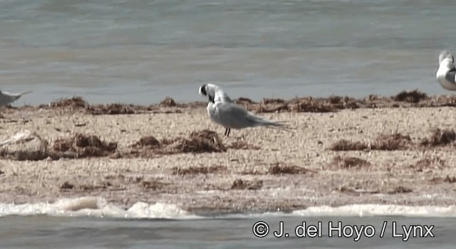 Forster's Tern - ML201176291