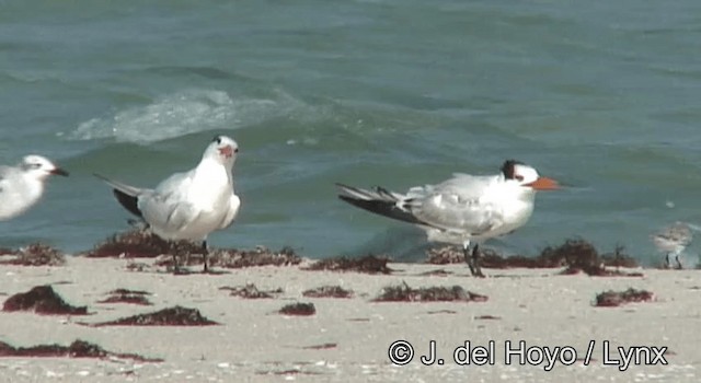 Royal Tern - ML201176301