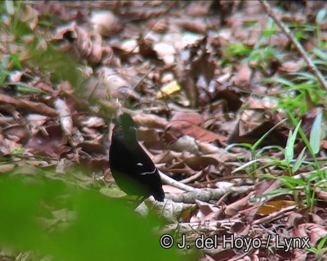 White-shouldered Fire-eye - ML201176361