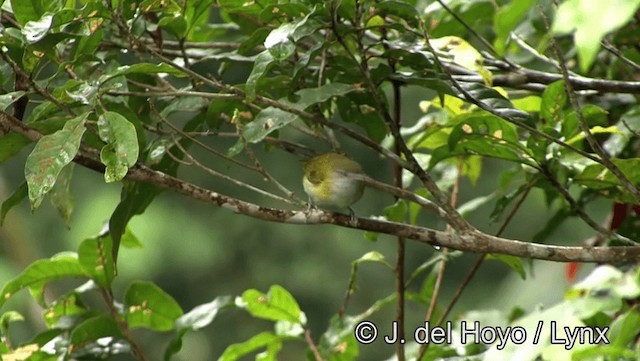 korthalevireo (minor) - ML201176431