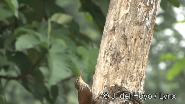 Streak-headed Woodcreeper - ML201176441