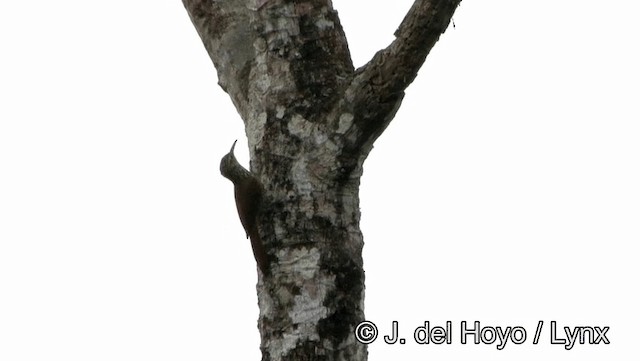 Streak-headed Woodcreeper - ML201176451