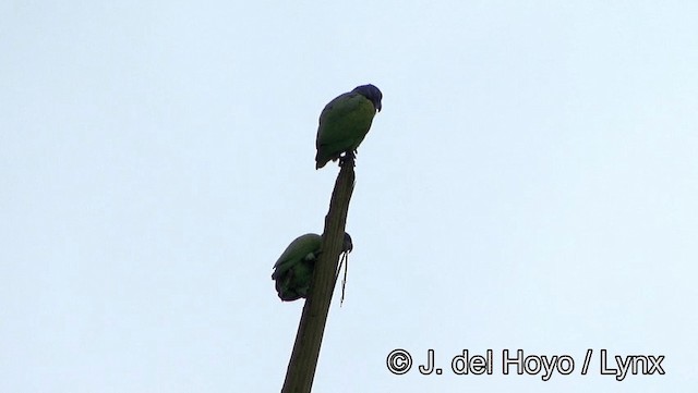 Schwarzohrpapagei (menstruus/rubrigularis) - ML201176531