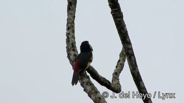 Arasarí Acollarado (erythropygius) - ML201176541