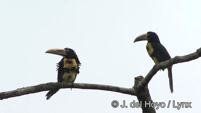 Halsbandarassari (Hellschnabelarassari) - ML201176551