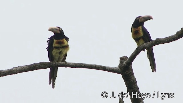 Halsbandarassari (Hellschnabelarassari) - ML201176561