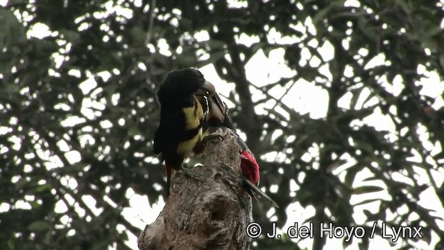 Halsbandarassari (Hellschnabelarassari) - ML201176581