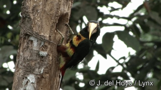 Halsbandarassari (Hellschnabelarassari) - ML201176591