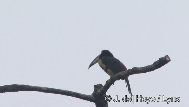 Arasarí Acollarado (erythropygius) - ML201176601